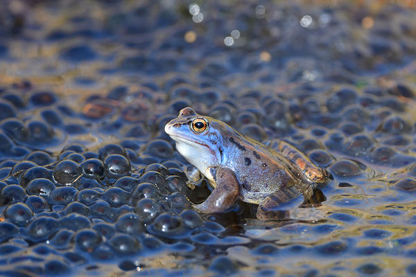 Moorfrosch