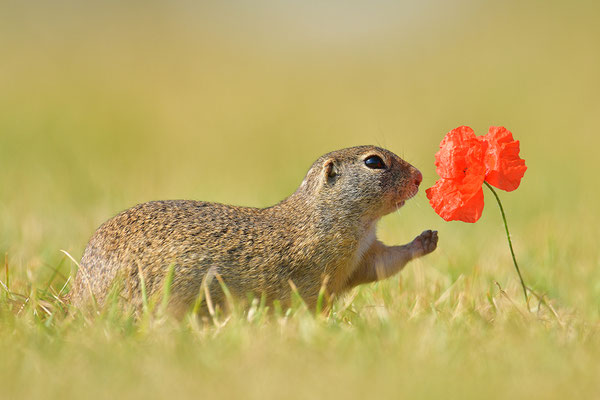 Ziesel