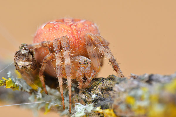 Vierfleckkreuzspinne