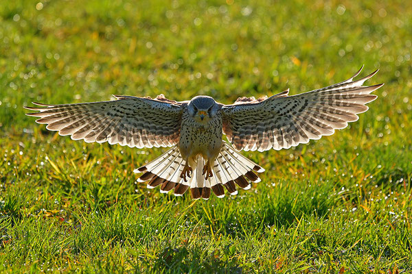 Turmfalke im Anflug