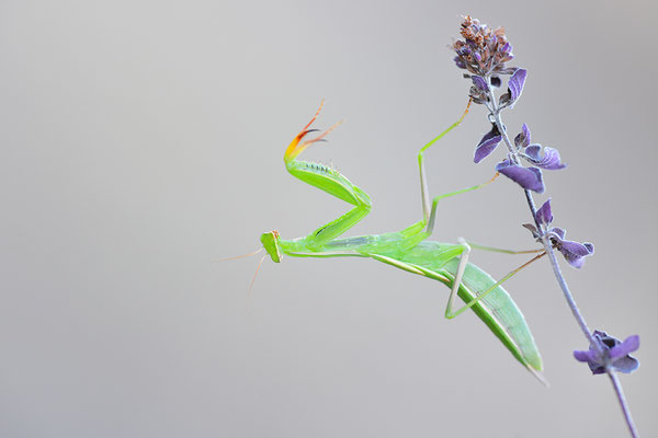 Gottesanbeterin subadult