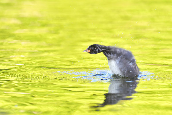 Zwergtaucher Jungvogel