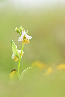 Gelbe Hummelragwurz flavescens