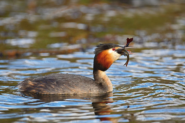 Haubentaucher mit erbeutetem Fisch