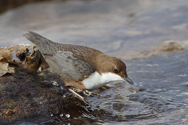 Wasseramsel