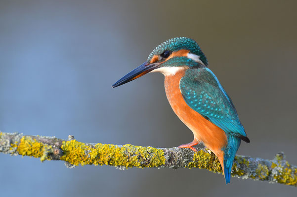 Eisvogel