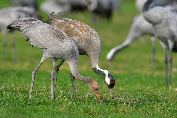 Kranich Altvogel füttert Jungvogel