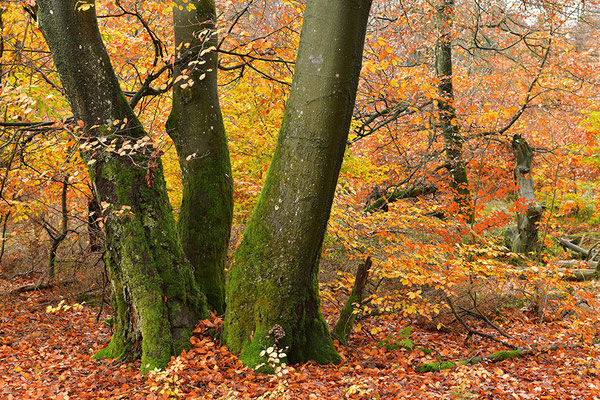 Hutewald Kalterherberg