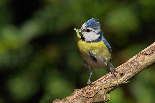 Blaumeise