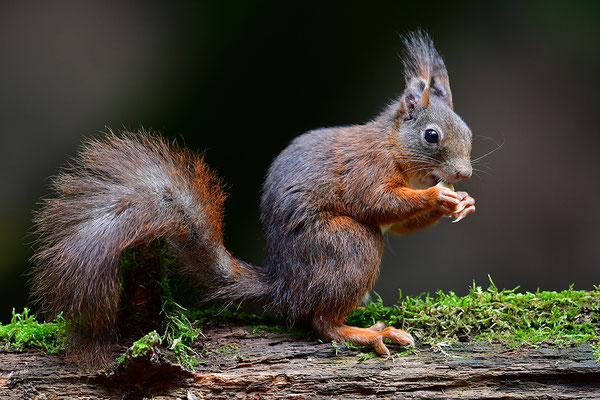 Eichhörnchen