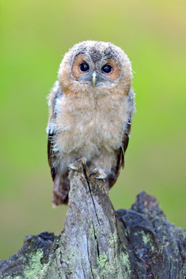 Waldkauz Jungvogel