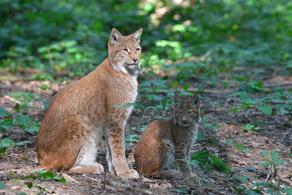 Jungluchs mit Mutter, Tierpark Gangelt