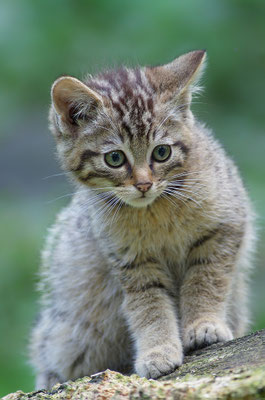 Wildkatze Kopfportrait