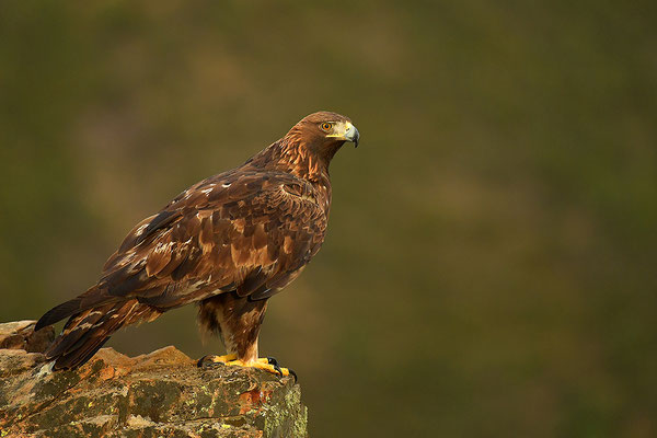 Steinadler