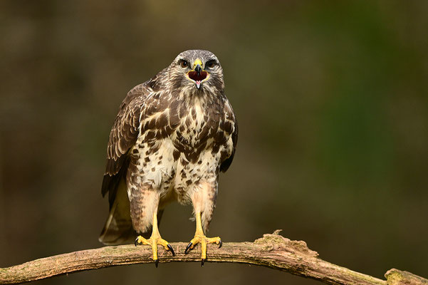 Mäusebussard