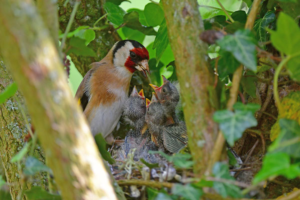 Stieglitz am Nest bei der Fütterung