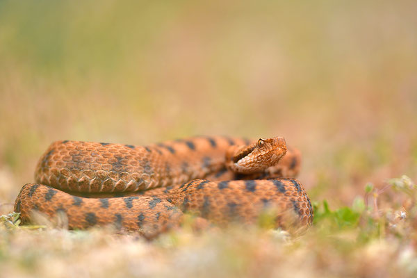 Aspisviper