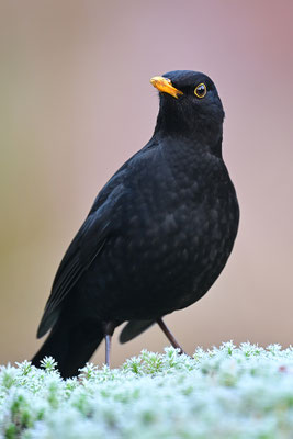 Amsel Männchen
