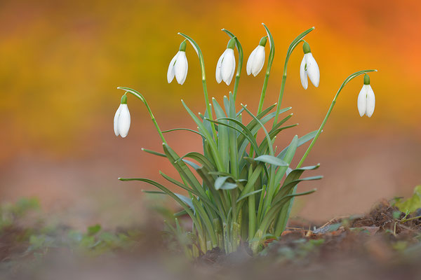Schneeglöckchen