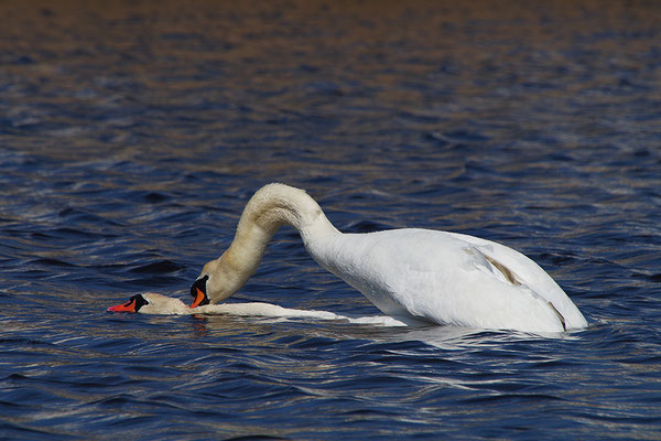 Höckerschwan Paarung