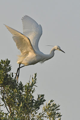 Seidenreiher im Flug