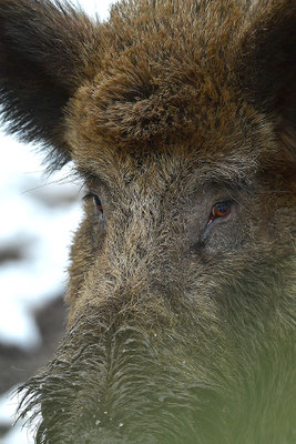 Wildschwein