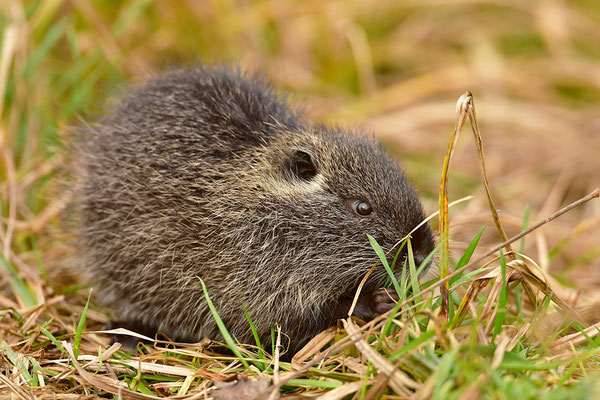 Nutria Jungtier