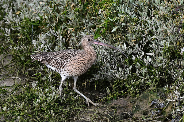 Großer Brachvogel
