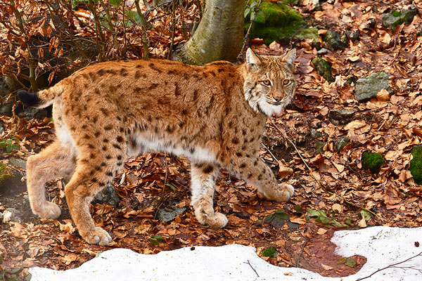 Luchs Nationalpark Bayrischer Wald Tierfreigelände Neuschönau
