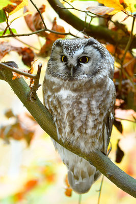 Raufußkauz, Nationalpark Bayrischer Wald Tierfreigelände Neuschönau