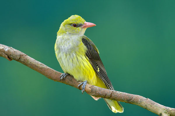 Pirol Weibchen