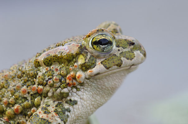 Wechselkröte Kopfportrait