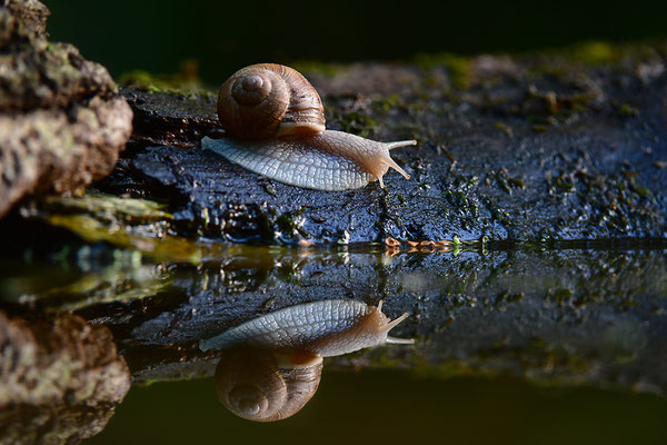 Weinbergschnecke mit Spiegelung