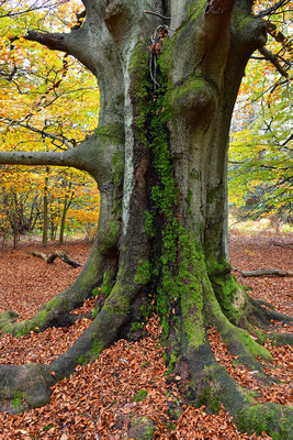 Urwald Sababurg