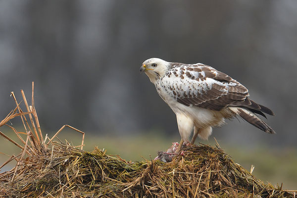 Mäusebussard