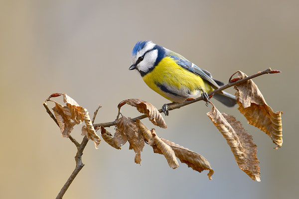 Blaumeise