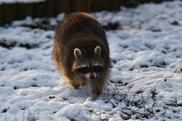Waschbär