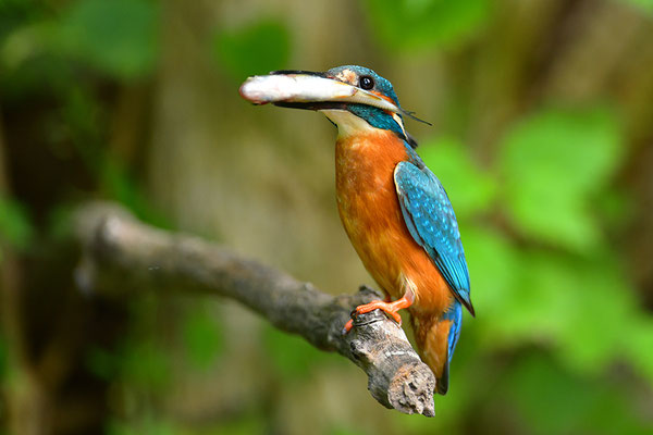 Eisvogel fütternd