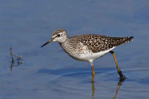 Bruchwasserläufer