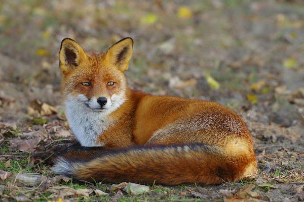 Fuchs