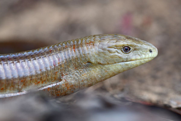 Scheltopusik 