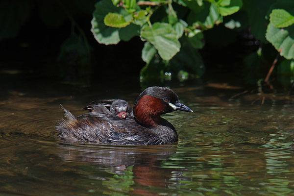 Zwergtaucher mit Jungvogel