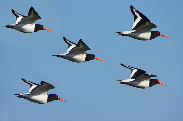 Austernfischer im Flug