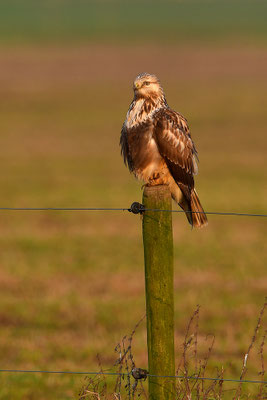 Rauhfußbussard