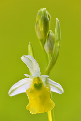 Gelbe Hummelragwurz flavescens