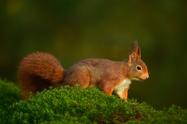 Eichhörnchen