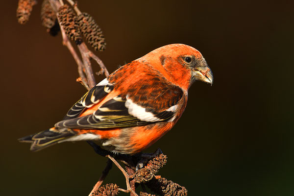 Bindenkreuzschnabel Männchen
