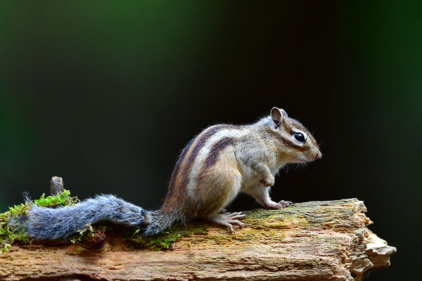 Sibirisches Streifenhörnchen