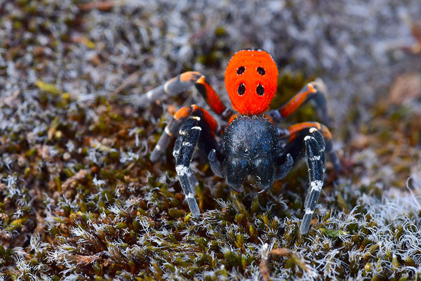Rote Röhrenspinne, Männchen