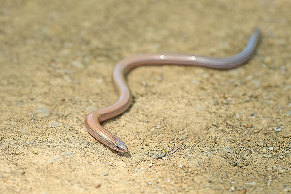 Gesprenkelter Schlangenskink